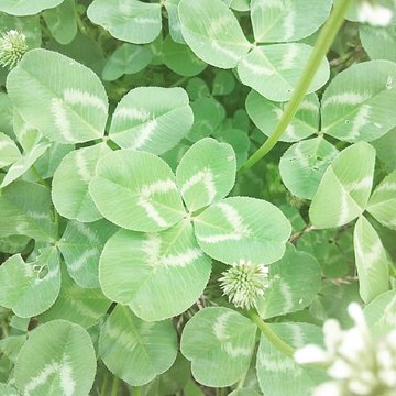 怖い意味の花言葉を持つ35の花をご紹介 贈るときには要注意 Lovely