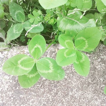 怖い意味の花言葉を持つ35の花をご紹介 贈るときには要注意 Lovely