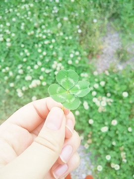 怖い意味の花言葉を持つ35の花をご紹介 贈るときには要注意 Lovely
