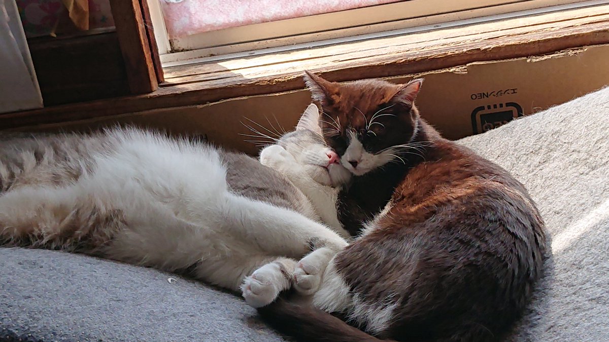 Wochiha J W 板橋区蓮根辺りで迷子猫を探しています 名前は ふう で性別はメス年齢は1歳くらい 性格は人なつっこいです 似たような猫が多いので難しいと思いますが もし見かけたり保護してる方はご連絡をお願いします 迷子猫 迷い猫 東京 板橋区