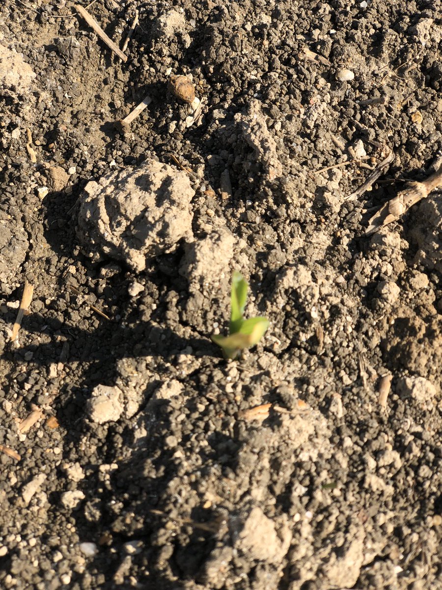 felixbonlieu's tweet photo. Les maïs font bon train ! #capousse @DEKALB_FR @PioneerSeeds @Martin_Sup @Huguet_jean https://t.co/VbbGyJc24Z