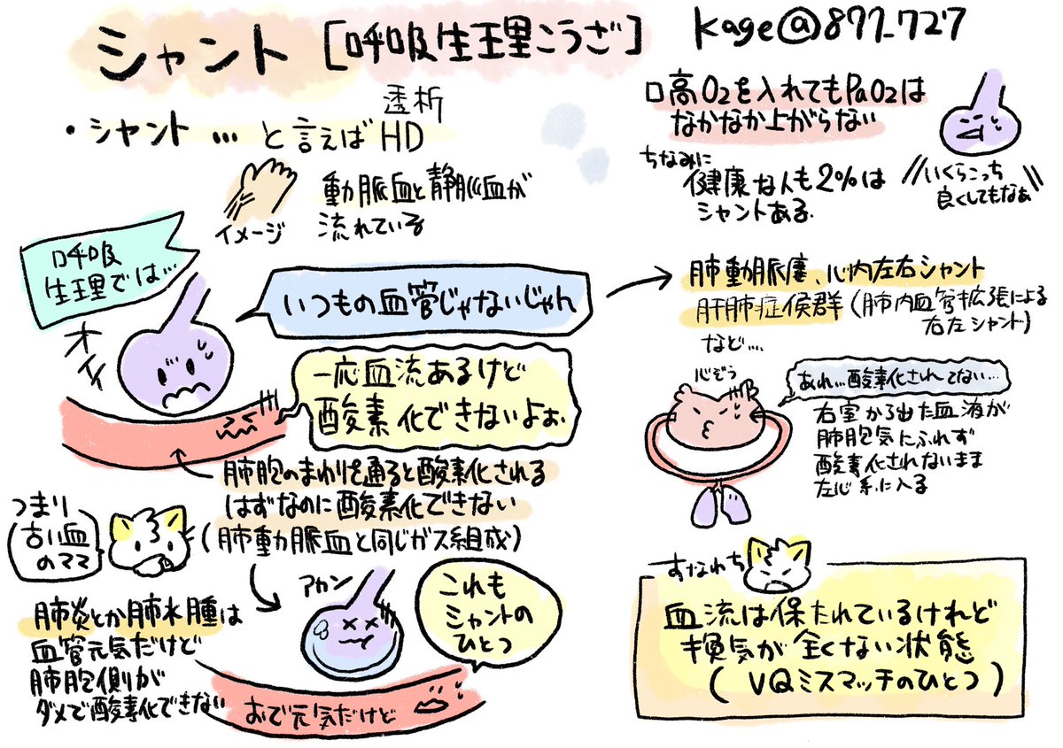 看護師のかげさん イラスト看護帖書籍化 Pa Twitter 呼吸生理めも シャント 右室から出た血が肺胞気に触れず 酸素化されずに肺に戻ってくる A Ado2は開大する O2投与してもシャント血は影響を受けないのでpao2が上昇しない