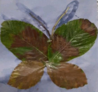 NottmPrimary's tweet photo. 5 Ash have a couple of entries for this week's adventure challenge...Check out Jayden's leaf butterfly and Josh's natural bird!๐ฆ๐ฆ #wildart #amazingadventurers https://t.co/7avpyVRVl7