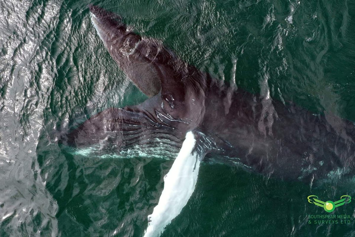 Funny how things work...On Saturday 18th May 2020 I posted a story on my Instagram page about filming a Humpback whale on the 22/04/2019. On Sunday the 19th May 2020 I was alerted to this Humpback whale feeding in my local village of Aith Shetland as if to make point!