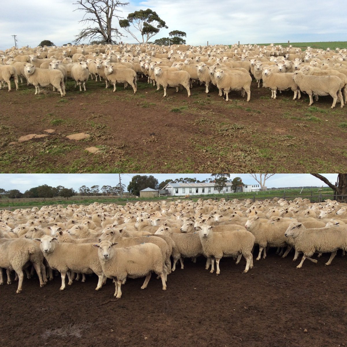 AuctionsPlus tomorrow Acc Langi Willi (1000 ewes) scanned in lamb to Highlander Rams, would make an excellent base for a high performance Prime Lamb flock #highlander #tbw #probreed