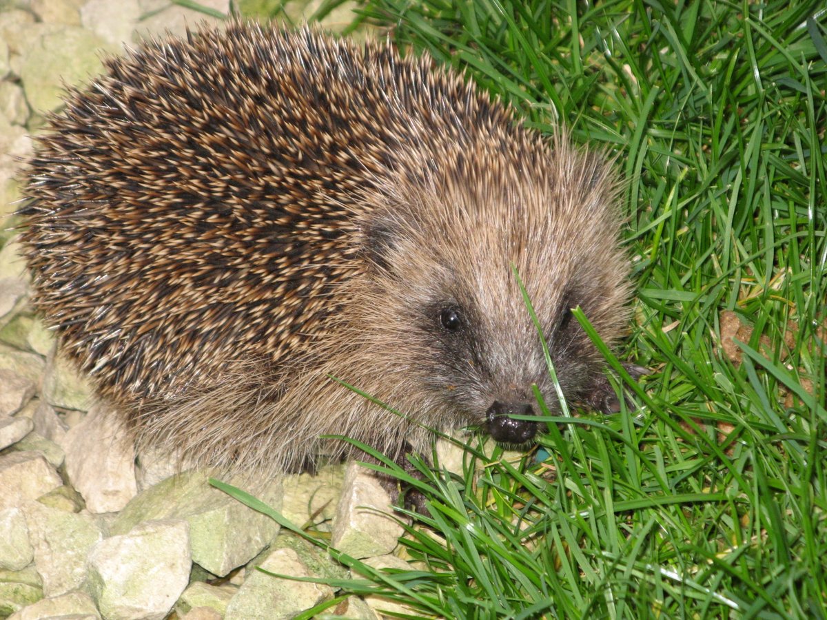 Night safari from lockdown! Join me on Tuesday 26 May for a night safari in the #hedgehog hospital and wildlife garden. I'll answer your questions about helping hedgehogs. Hope we'll spot tadpoles, newts and maybe a hedgehog or two facebook.com/events/5649387…