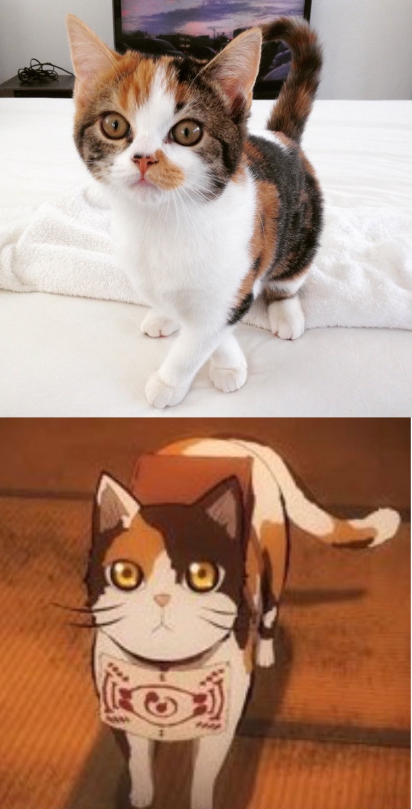 Nana Momo 茶々丸がうちのミケさんの幼少期に似てたなぁ あと 猫顔のゆしろうさんが好きでした 鬼滅の刃 茶々丸 愈史郎 珠代さん T Co 2tnohyxxl2 Twitter