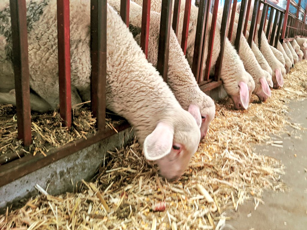 Dogsentarim's tweet photo. Hoşgeldiniz minikler 🐑🐑👍🙂#merinolandschaf #damızlıkmerinolandschaf https://t.co/7N4L9dgLGJ