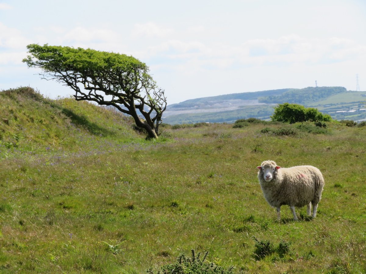 Cornwall Heritage Trust 〓〓 tweet media