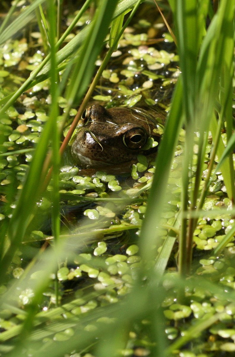 Here's a pic of a frog waiting for a damselfly to pounce on.. #GardenDragonWatch