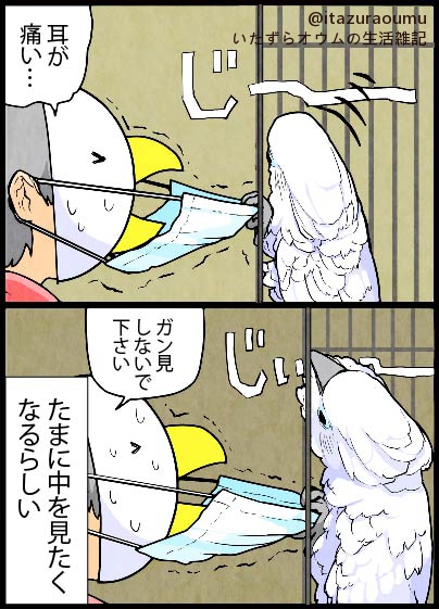 隠されてる場所を覗きたくなるオウムごころ…?

#漫画 #いたずらオウムの生活雑記 