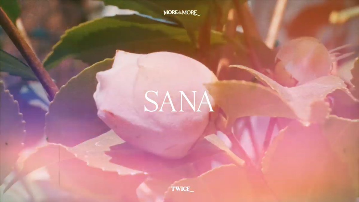 Pink Rose(Sana) @JYPETWICE -Love•Gratitude•Appreciation-Bright and beautiful to behold, but Pink Rose are also fabulously versatile when you have. Something important to say.-Femininity • Elegance • Refinement • Sweetness. #MOREandMORE  #TWICE  #트와이스