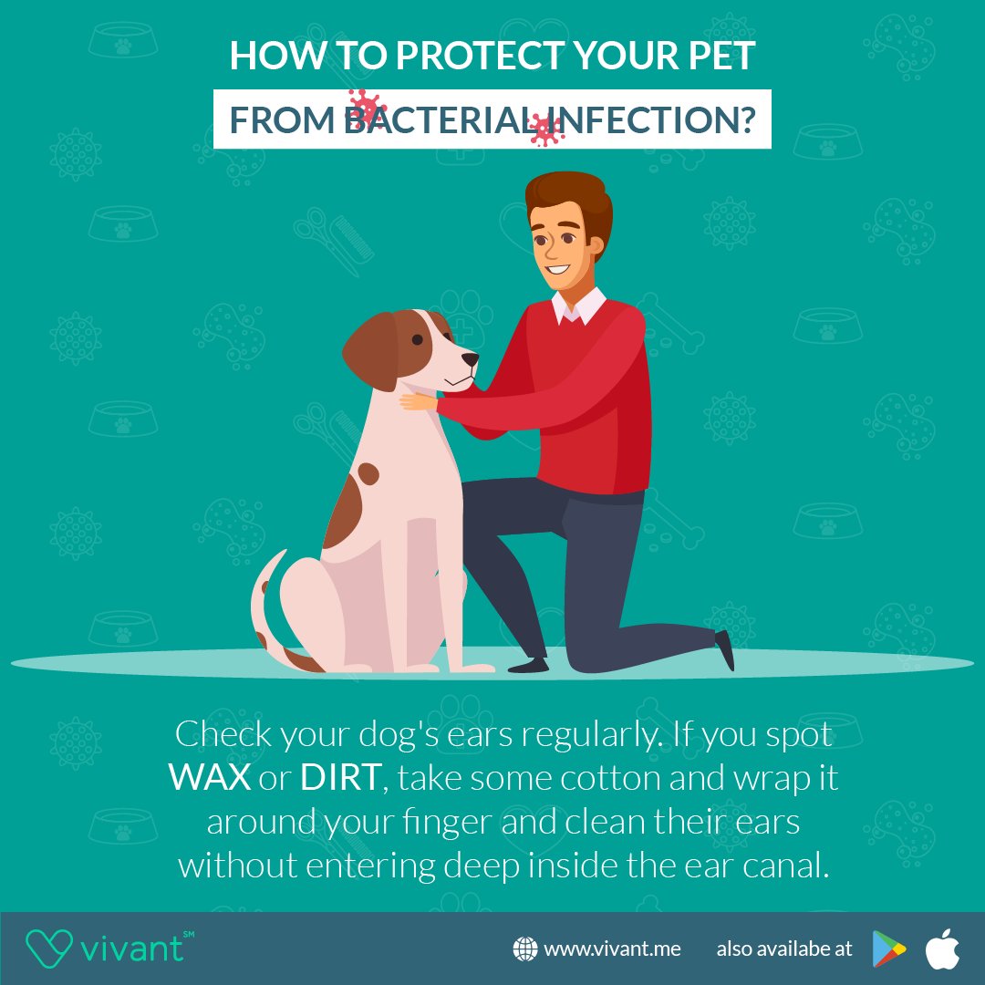 How to Protect your pet from bacterial infection during the lockdown?

#vivant #covid #coronavirus #pets #LockdownExtended