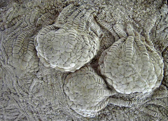 ELSI_origins's tweet photo. ELSI affiliated scientist, Dr. Jennifer Hoyal Cuthill and colleagues find strange ball-like structures in 80-million-year-old fossils https://t.co/zB8ojtnMHw https://t.co/sx6Ar2fALJ