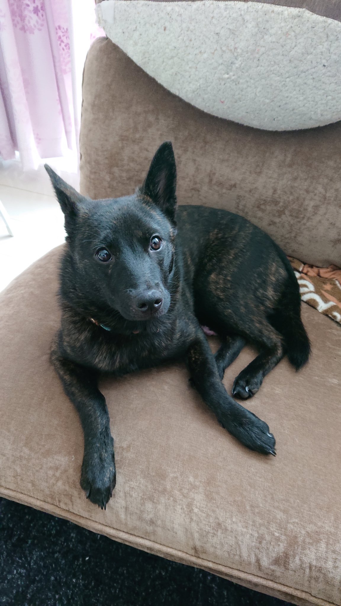 かわいすぎる犬 Twitter Search Twitter