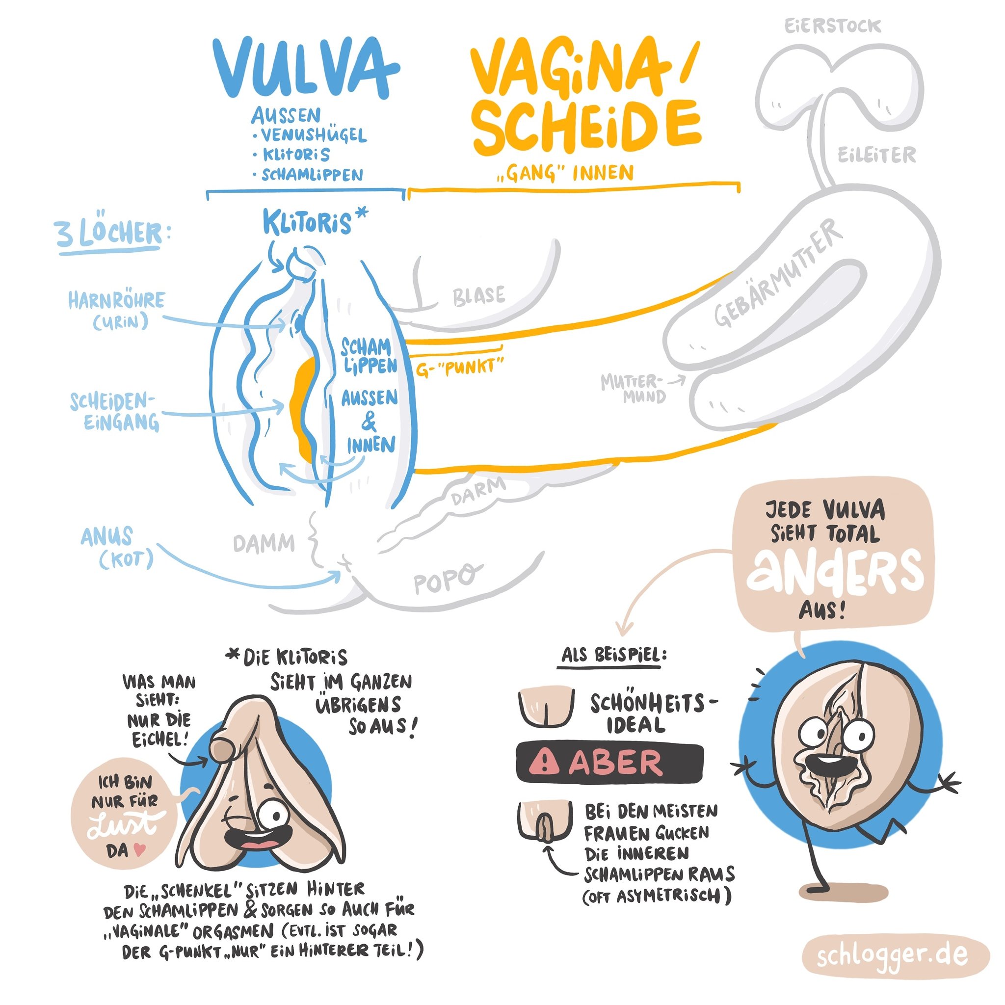 Wie viele löcher hat eine vagina