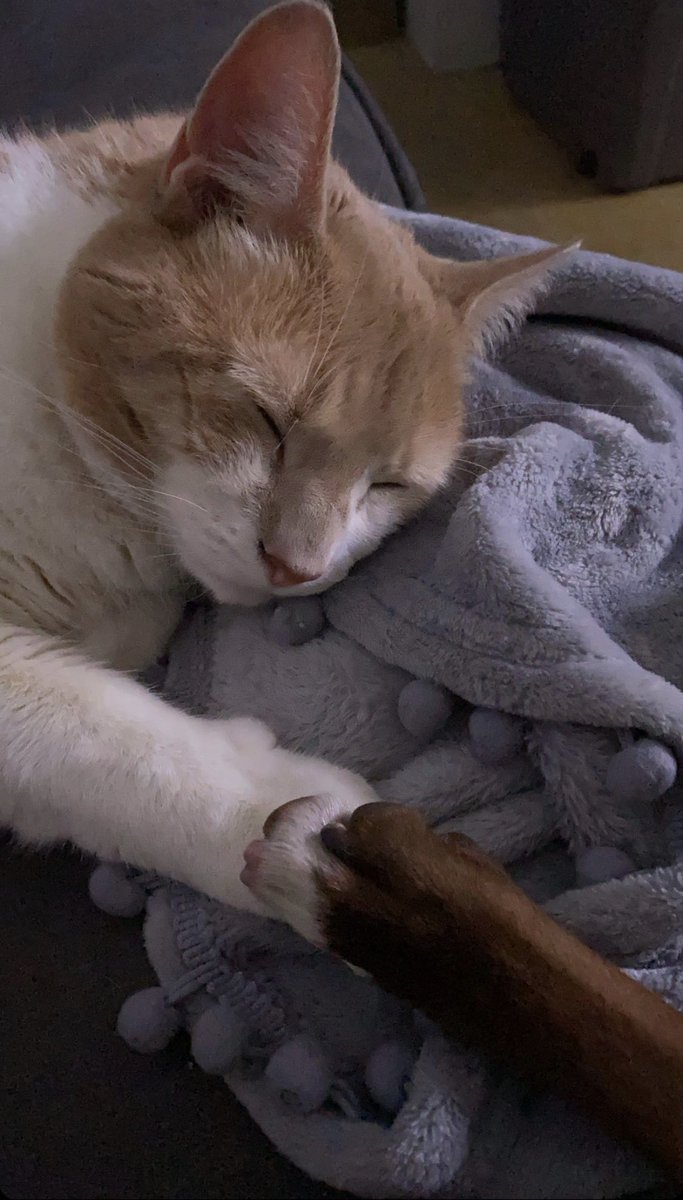 My dog and cat went to sleep touching paws