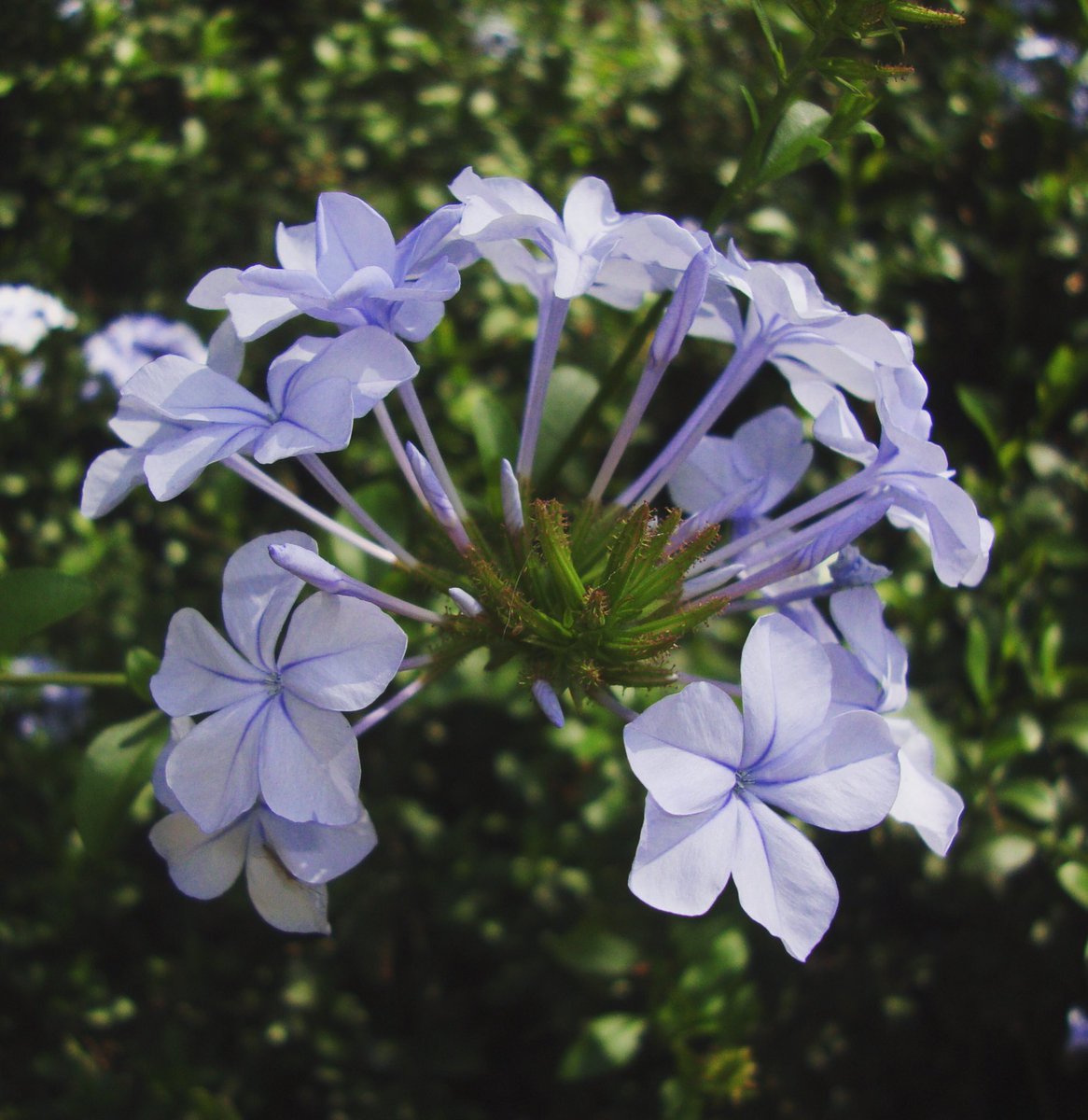 flor_enthus's tweet photo. #throwbackflowers 
#Plumbago’s pedicel is also purple in color TIL https://t.co/ecmOZajMBZ