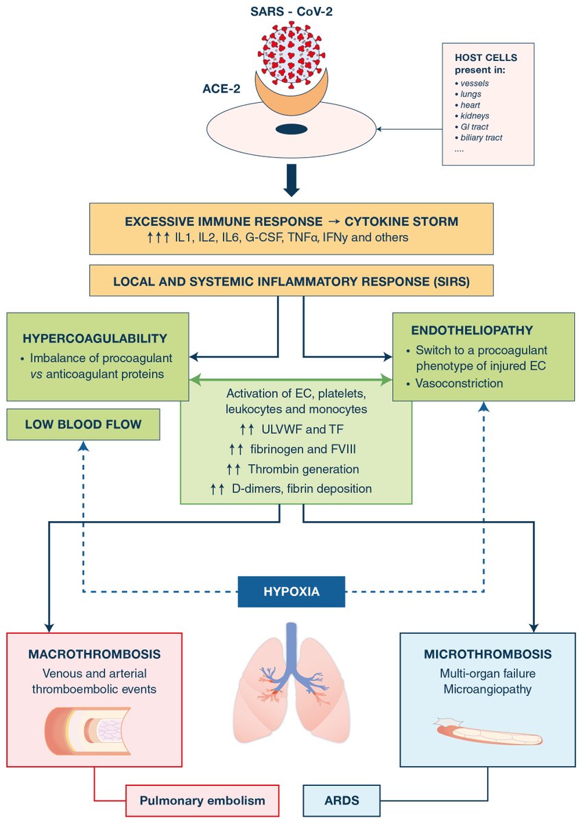 yourICM's tweet photo. Understanding pathophysiology of hemostasis disorders in critically ill patients with COVID-19. 
Free read at https://t.co/74i6FcRXlh

@yourICM
@Dr_Cit
@ClinMedJournals
@ESICM https://t.co/rQhOWevpys