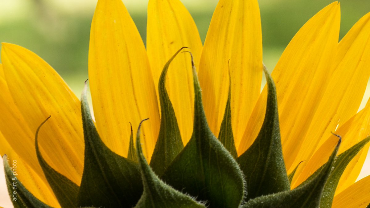 uromedya's tweet image. Siz farkında olmasanız da etrafta gördüğünüz renkler düşüncelerinizi yönlendirebilir. Mesela Sarı,  şakacılığı, aydınlığı, samimiyeti ve hayata karşı rahat bir tutumu simgeler. 
#renklerindili