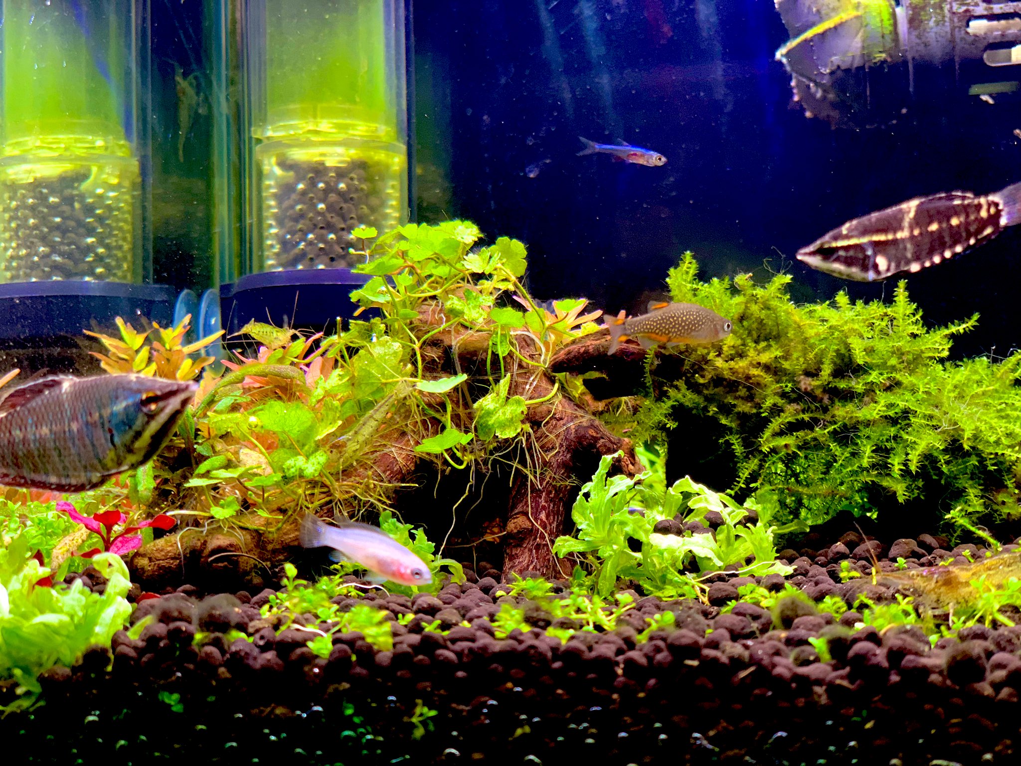 K Suke いっつも隠れてるから飼育してるのに滅多に観ることの出来ない我が家の真っ白なスカーレットジェム 可愛すぎるし綺麗すぎる アクアリウム スカーレットジェム T Co Rjjrcqhmnl Twitter