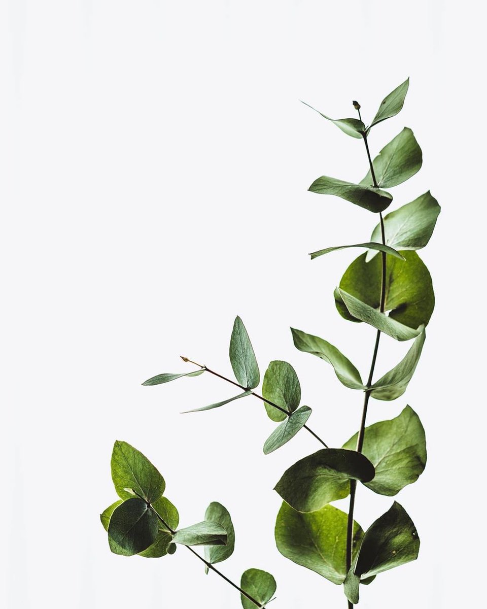 FindUbiety's tweet photo. Eucalyptus: one of our hero ingredients. Find it in our soothing hand lotion; ready to lift your mood & soften your skin. Makes for a wonderful gift. See our wash & lotion duo for double the love. #handwash 🍃 #findubiety https://t.co/VzC4vqGq4R https://t.co/4McB3QBubA
