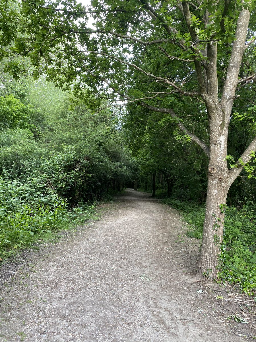 A morning walk in the woods listening to <a href="/killnofillpod/">AllKillaNoFilla</a> What could go wrong??!!