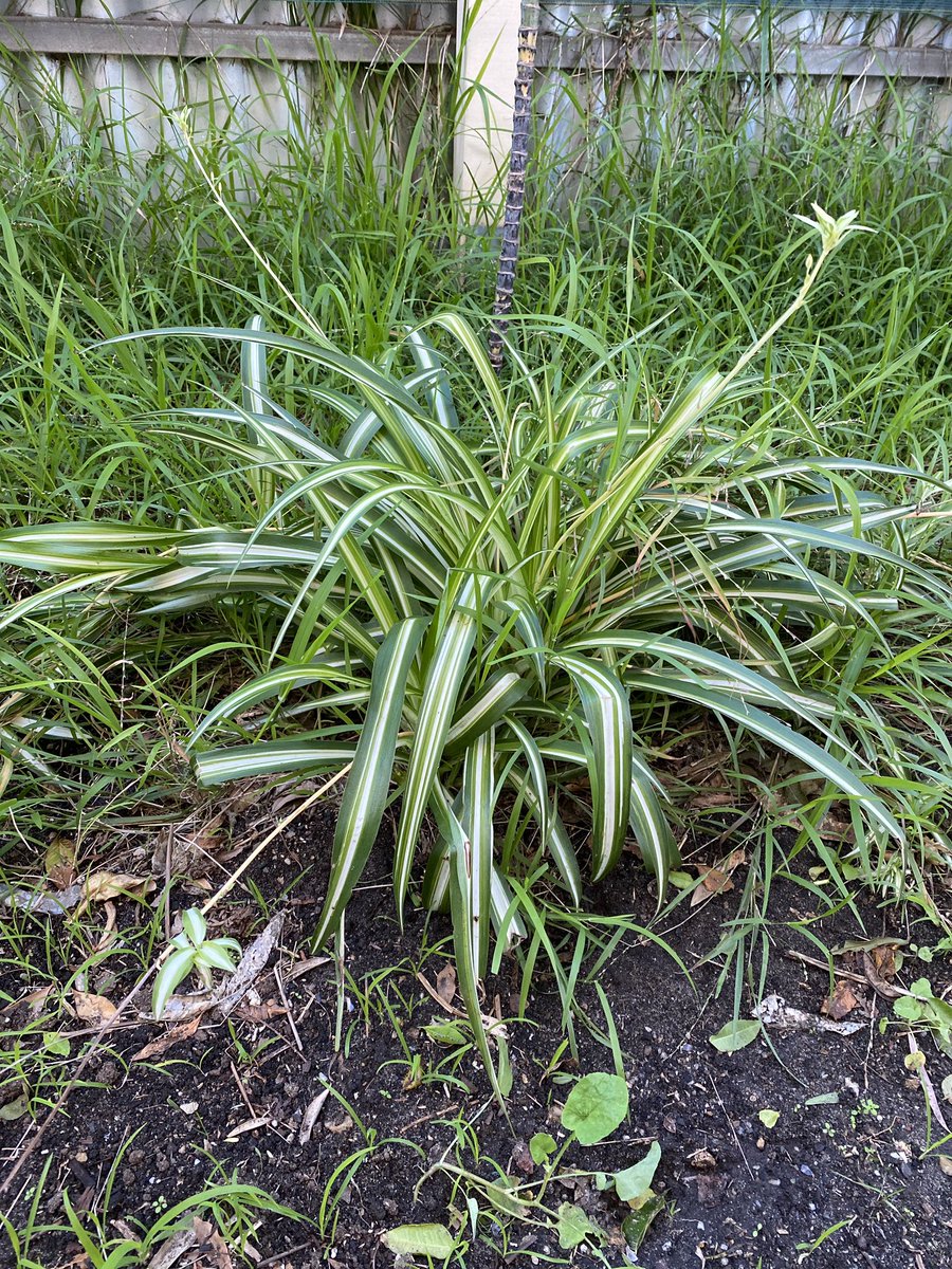 ProjReimaginate's tweet image. Today we learned how to propagate Spider plants and Aloe Vera. We also cleaned out an unused space we will use for composting as we move towards zero waste in the classroom. 

#ProjReimaginate