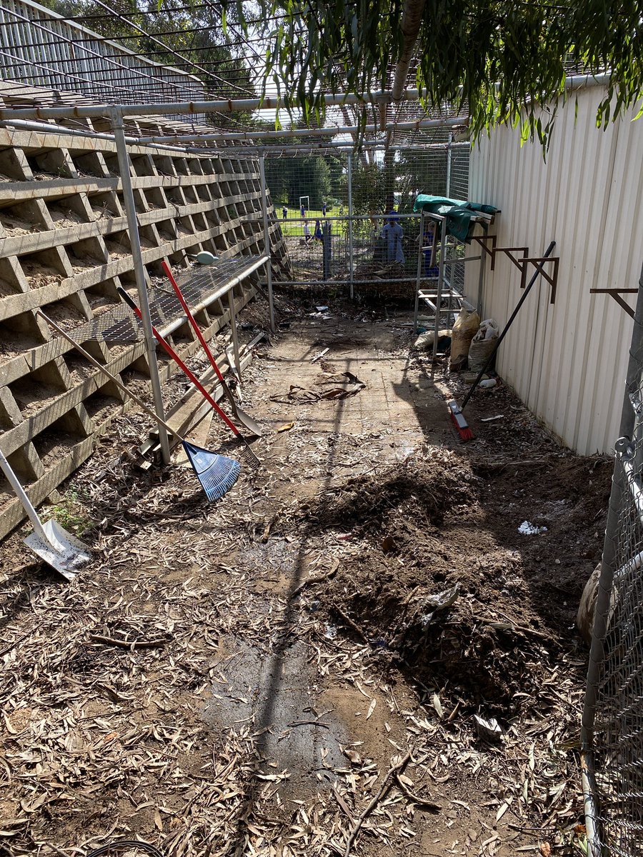 ProjReimaginate's tweet image. Today we learned how to propagate Spider plants and Aloe Vera. We also cleaned out an unused space we will use for composting as we move towards zero waste in the classroom. 

#ProjReimaginate