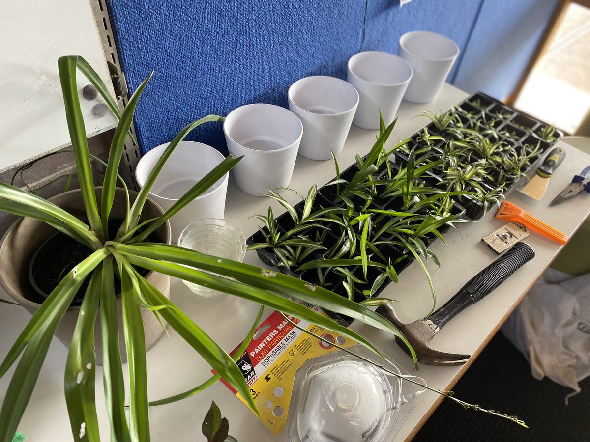 ProjReimaginate's tweet image. Today we learned how to propagate Spider plants and Aloe Vera. We also cleaned out an unused space we will use for composting as we move towards zero waste in the classroom. 

#ProjReimaginate