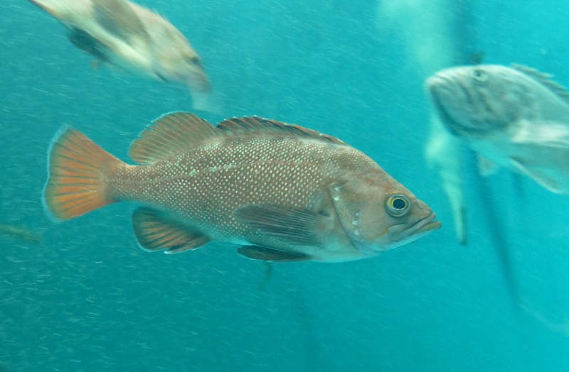 標津サーモン科学館 Shibetsu Salmon Museum クイズ 私はだ れ 本日5 18の正解は エゾメバル でした ガヤ という地方名でもおなじみのこの魚 少しずつ展示数を増やして 海水大水槽 内で ガヤをガヤガヤさせる 作戦 を密かに遂行中