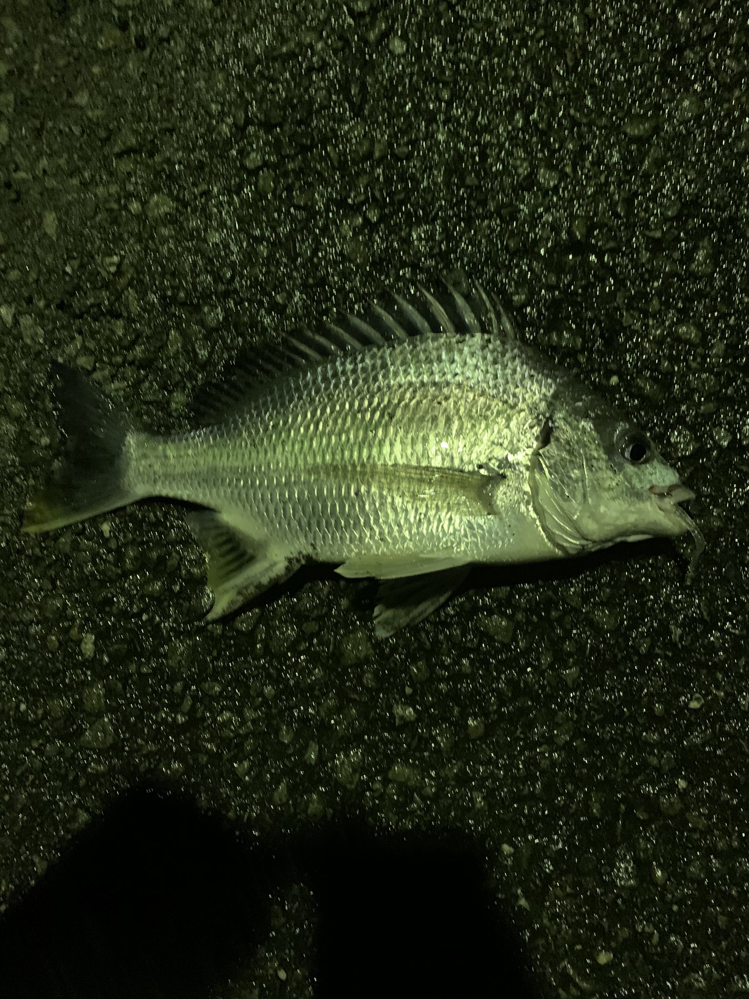 山内 海翔 アジング出来たよ チヌだよね 確か 宮崎港初の魚 T Co Ivyvgnmyhk Twitter