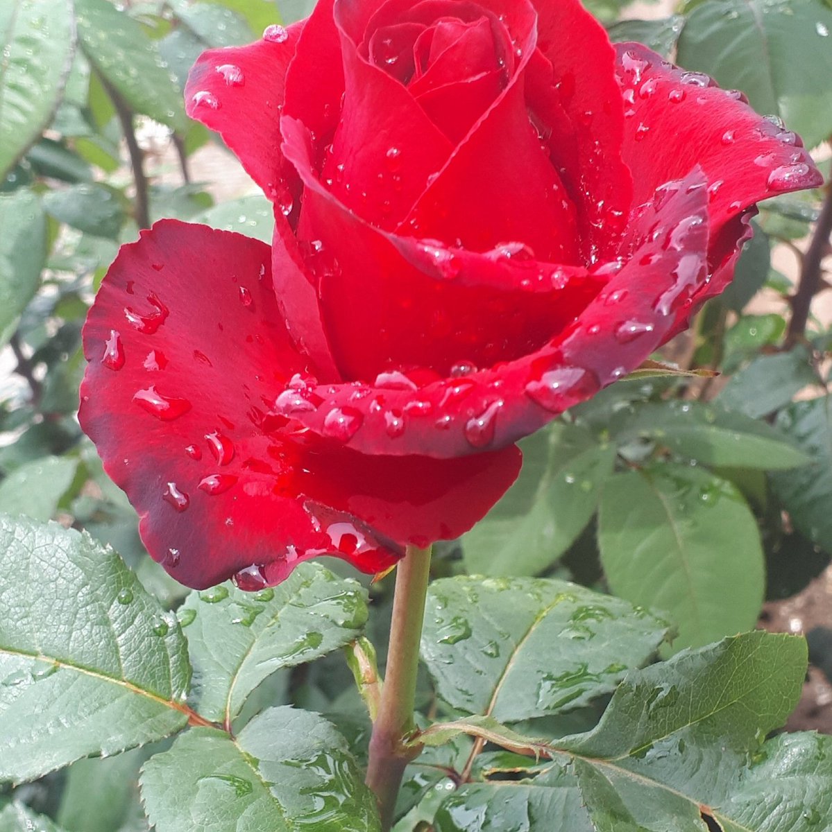 Herkese günaydın mutlu sabahlar