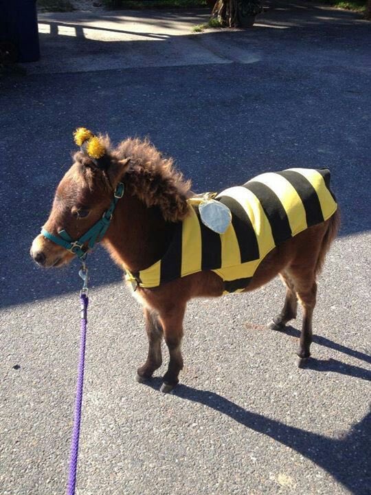 acisaur's tweet image. 