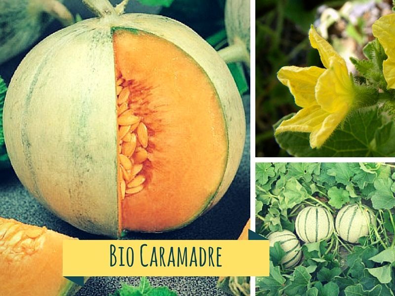 #Melone #bio!

Su <a href="/Kalulu_it/">Kalulu</a> è arrivato il #melone #biologico e  a #km0 del produttore Biocaramadre!

➡️➡️➡️Lo trovate nella singola offerta o nella cassetta grande di #frutta e #verdura grande, Non perdete tempo e ordinatelo subito: buff.ly/3fYT4zi! ⤵️⤵️⤵️