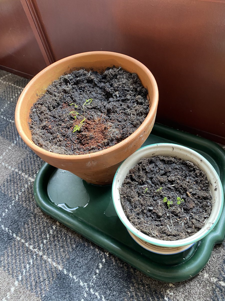 susancbrown73's tweet photo. @CarronP6 Lyndsay has been growing some plants https://t.co/HiSNEznEsl