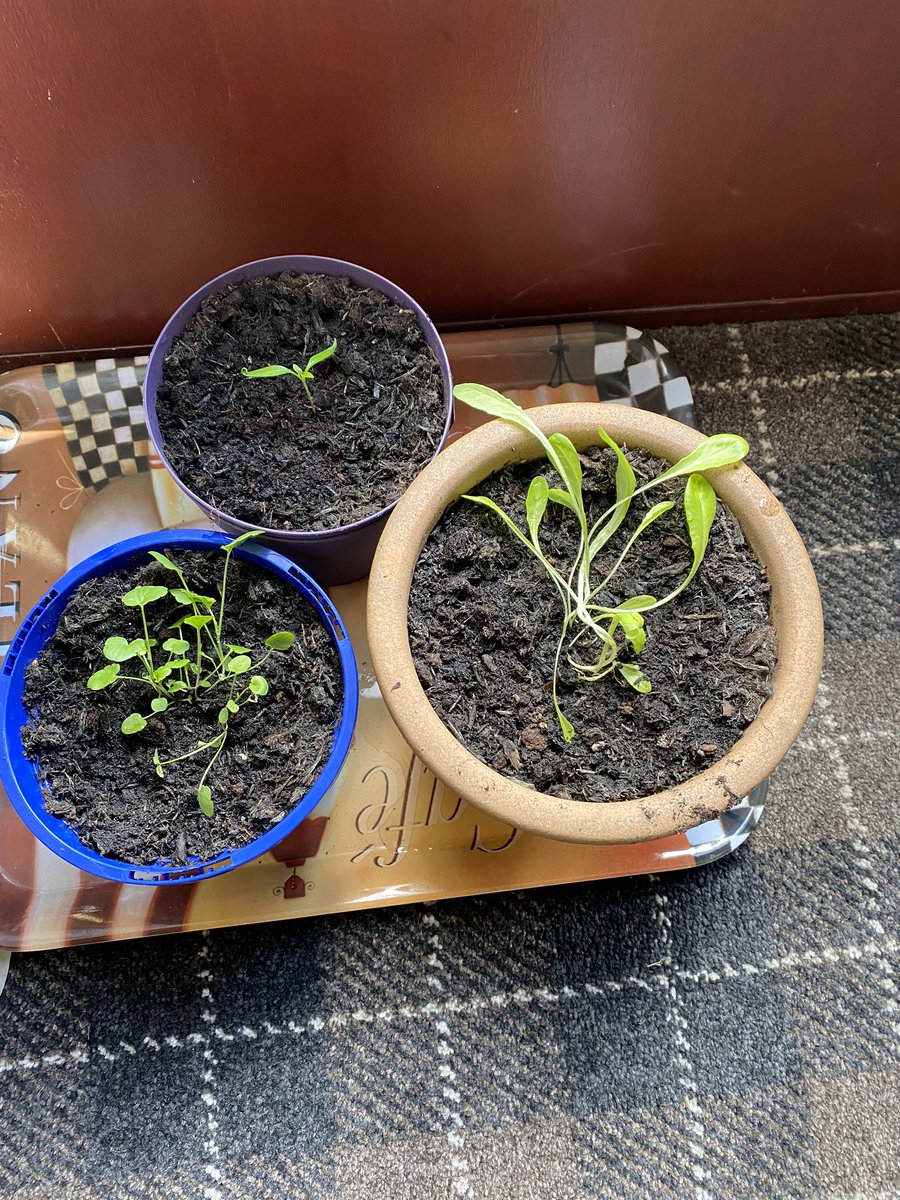 susancbrown73's tweet photo. @CarronP6 Lyndsay has been growing some plants https://t.co/HiSNEznEsl