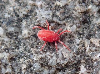 サンヨウ タカラダニ 赤ダニ ベランダで洋ラン栽培してるので この時期になると大量発生 苔 花粉 をエサにしているらしい ラン 洋ラン 蘭 T Co Endxos6qyr Twitter