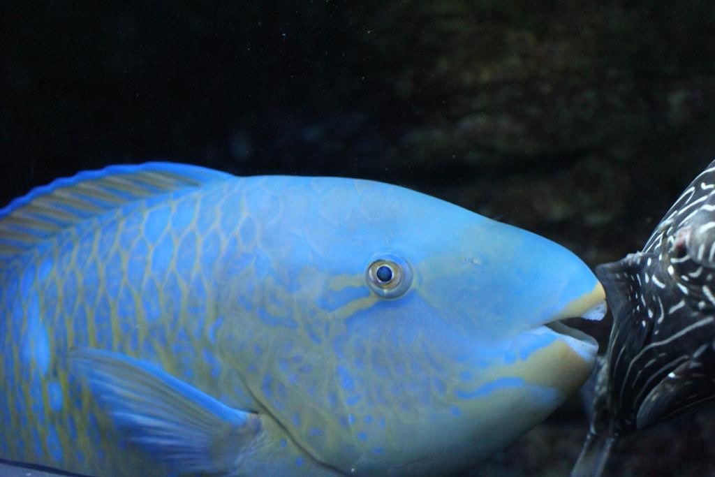 2OceansAquarium's tweet photo. 🏝️Picture a tropical island with white sandy beaches. 
👣Picture the sand between your toes...
🤔Guess what.
💩That sand is probably parrotfish poop.
https://t.co/4cqo1cI4TK

Thanks for the photo of the friendly Two Oceans Aquarium parrotfish @leclezio_ruby/IG! 📷 #fact #fish https://t.co/2FU5stnupa
