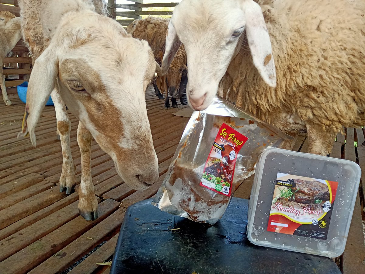 _kuroganetmr_'s tweet photo. okay sesape nak kambing perap boleh roger2 cod area pd rembau.
satu bekas rm35. 3 bekas rm100. satu bekas ada 5 slice beserta sos. berat keseluruhan 1 kilo. sos boleh digunakan semula utk memerap ayam itik dan angsa. kualiti terjamin. pekat dan memikat. confirm jilat jari bah jo. https://t.co/KngeweVTGv