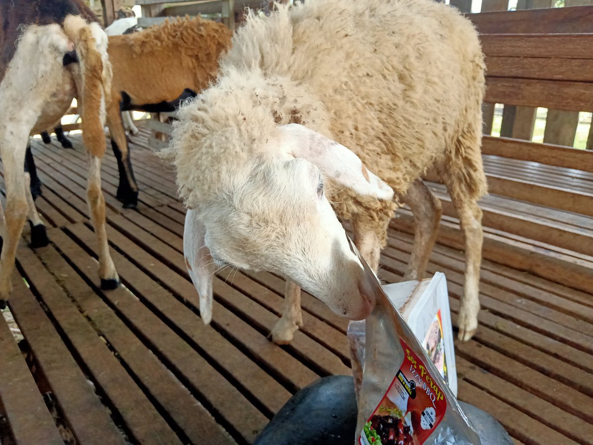 _kuroganetmr_'s tweet photo. okay sesape nak kambing perap boleh roger2 cod area pd rembau.
satu bekas rm35. 3 bekas rm100. satu bekas ada 5 slice beserta sos. berat keseluruhan 1 kilo. sos boleh digunakan semula utk memerap ayam itik dan angsa. kualiti terjamin. pekat dan memikat. confirm jilat jari bah jo. https://t.co/KngeweVTGv