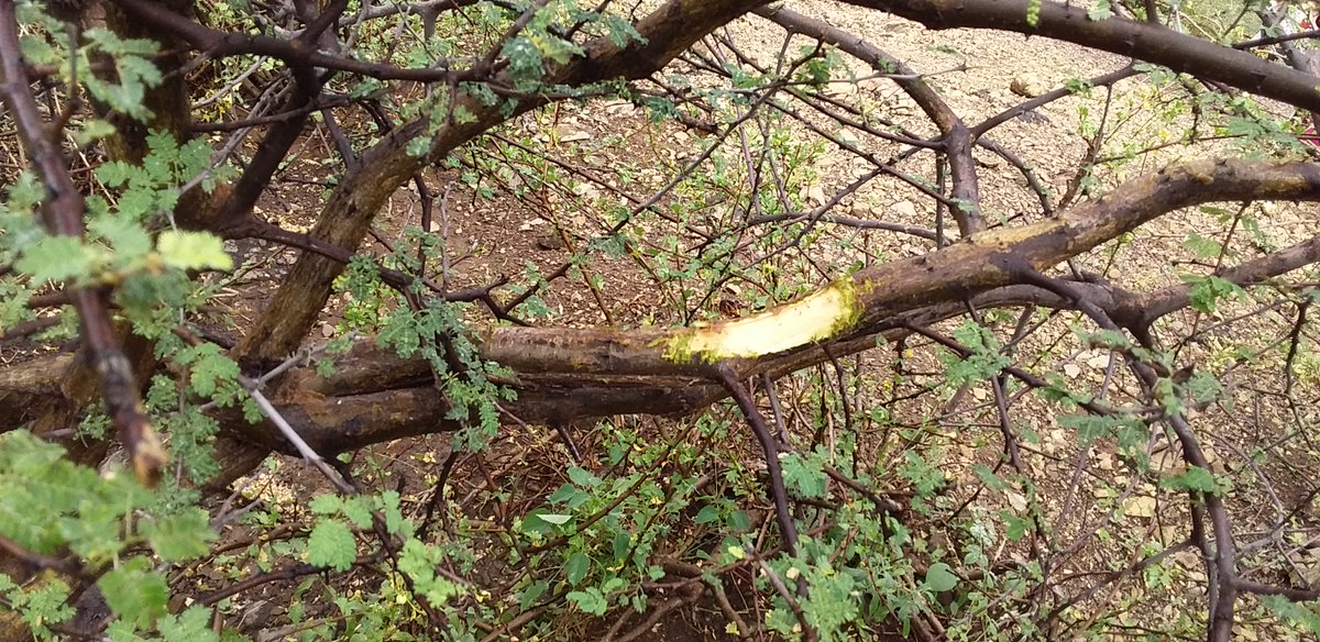 Acacia Gum is handpicked from trees. This is when natural exudation occurs.

Sometimes the collectors use a tool called Sonke to prick the barks of acacia trees to allow the gum to ooze out. (Induced exudation)