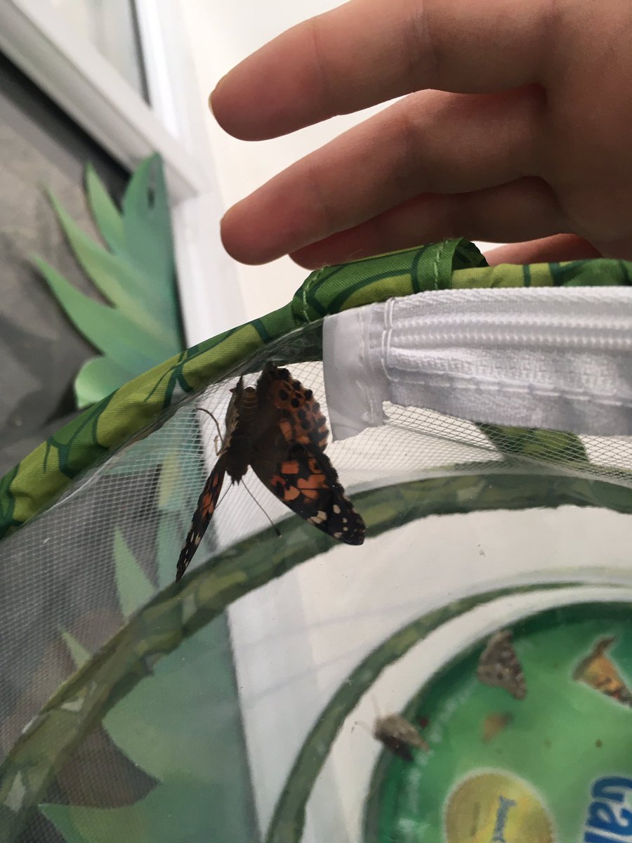 GroveBurnley's tweet photo. We have butterflies 🦋 https://t.co/VfdxoeG53M