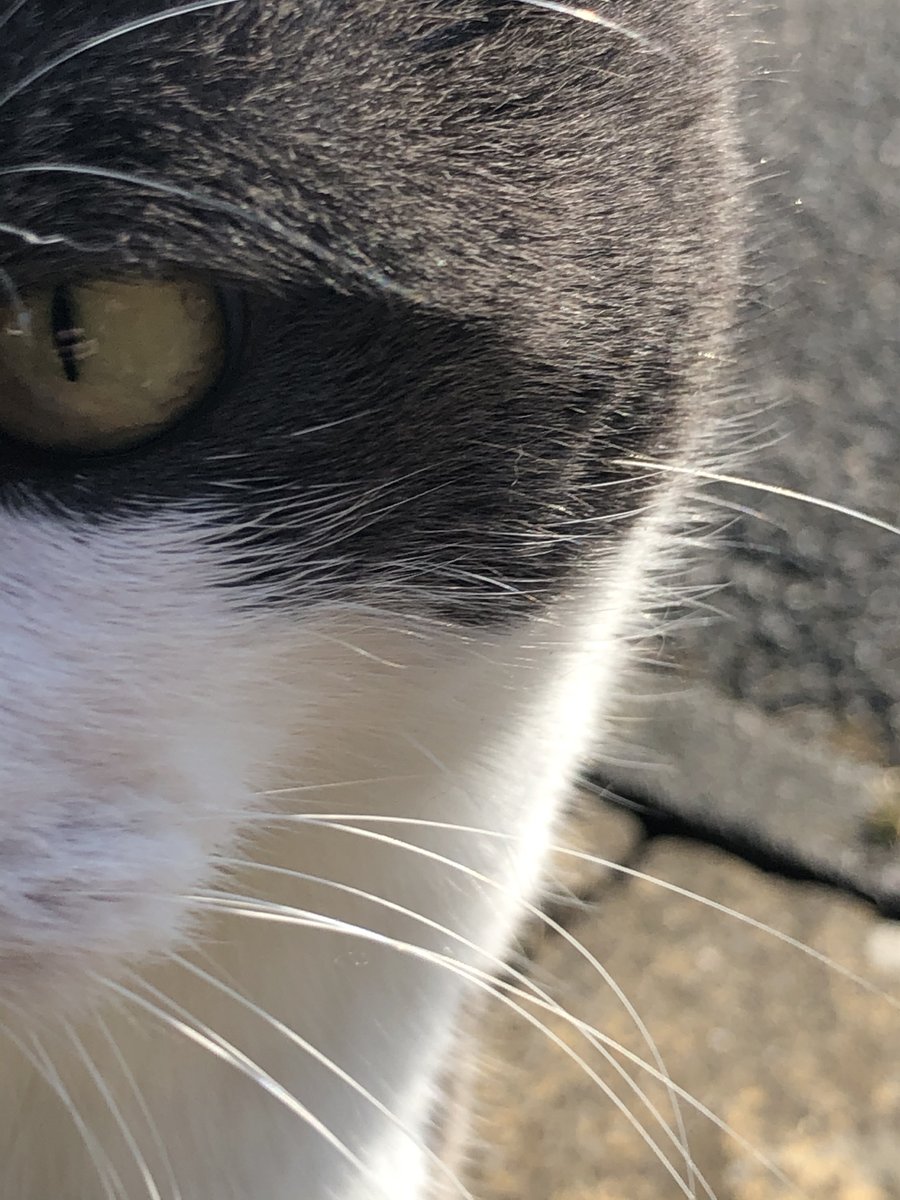 maisiethecatuk's tweet photo. Just too quick for those pesky humans and their picture taking devices. #isolatingcatsuk #catsoftwitter https://t.co/ulCJwiWM84