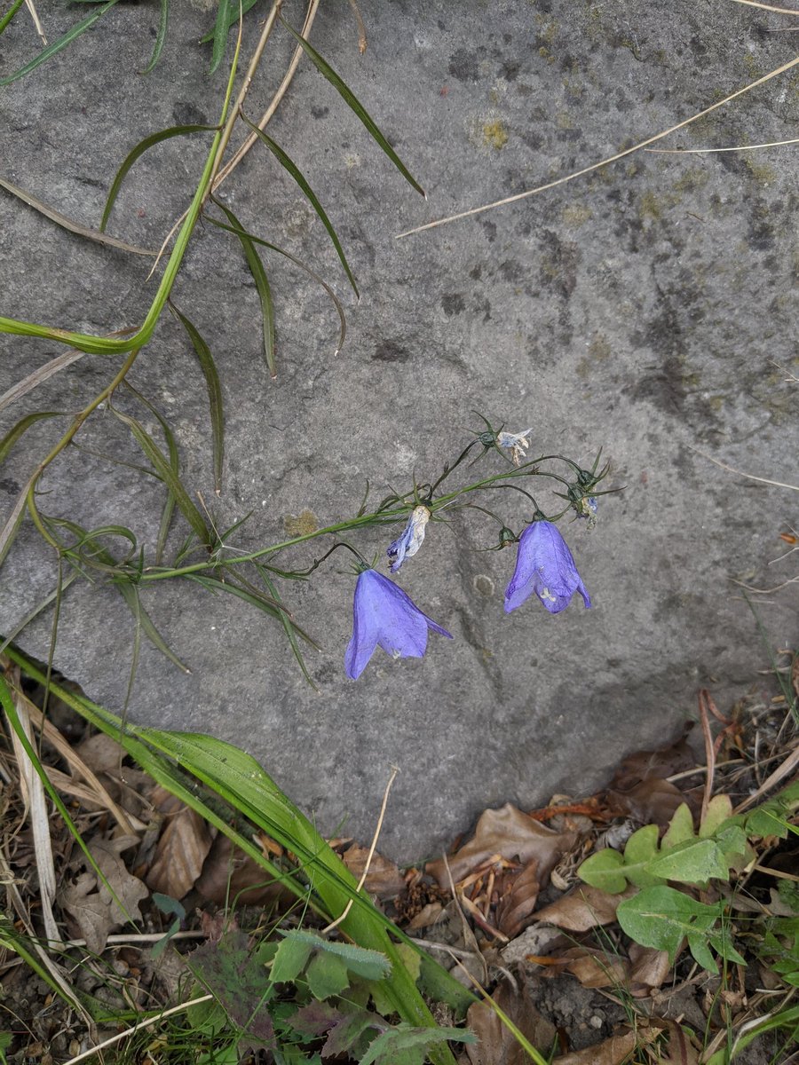 Forgot to post these harebells for #wildflowerhour 🌸