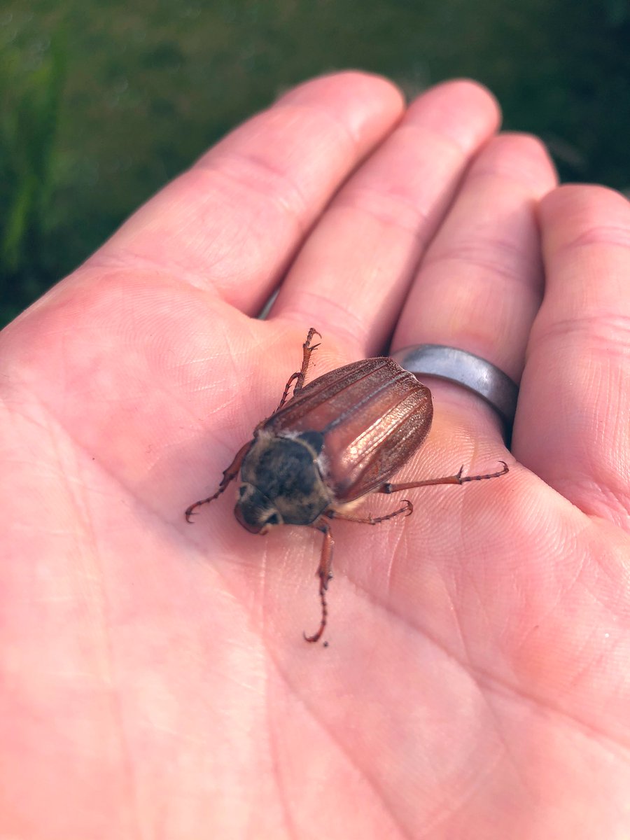 A few more spots last week in Cardifff - Nuthatch nest and monster May Bug <a href="/RSPBNewport/">RSPB Newport Wetlands</a> <a href="/NewportH/">Newport High School</a>