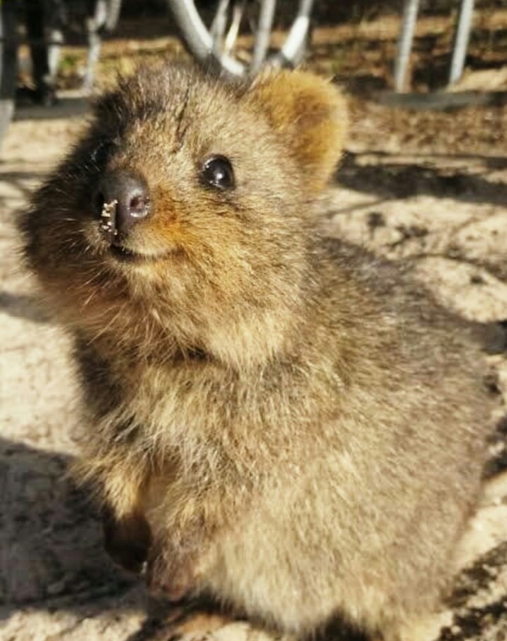 埼玉 クオッカ ワラビー “世界一幸せな動物”クオッカが埼玉県こども動物自然公園で一般公開！