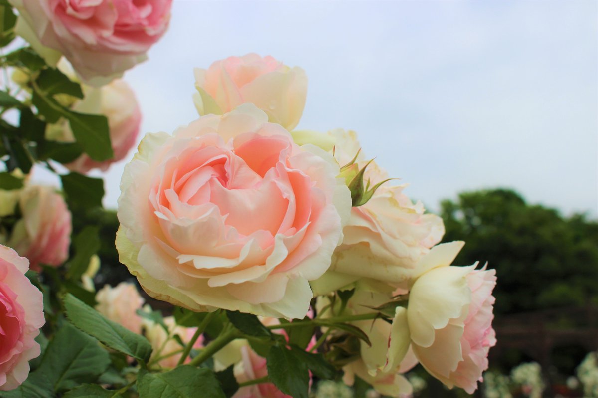 長居植物園 バラ 園内のバラの回廊前に並ぶ 世界殿堂入りバラ その中で特に人気の ピエール ドゥ ロンサール をご紹介します 花はボリュームのある豪華な大輪 幾重にも重なるクリーム色の花弁は 花の中心に向かうほど優しいピンク色をしてい