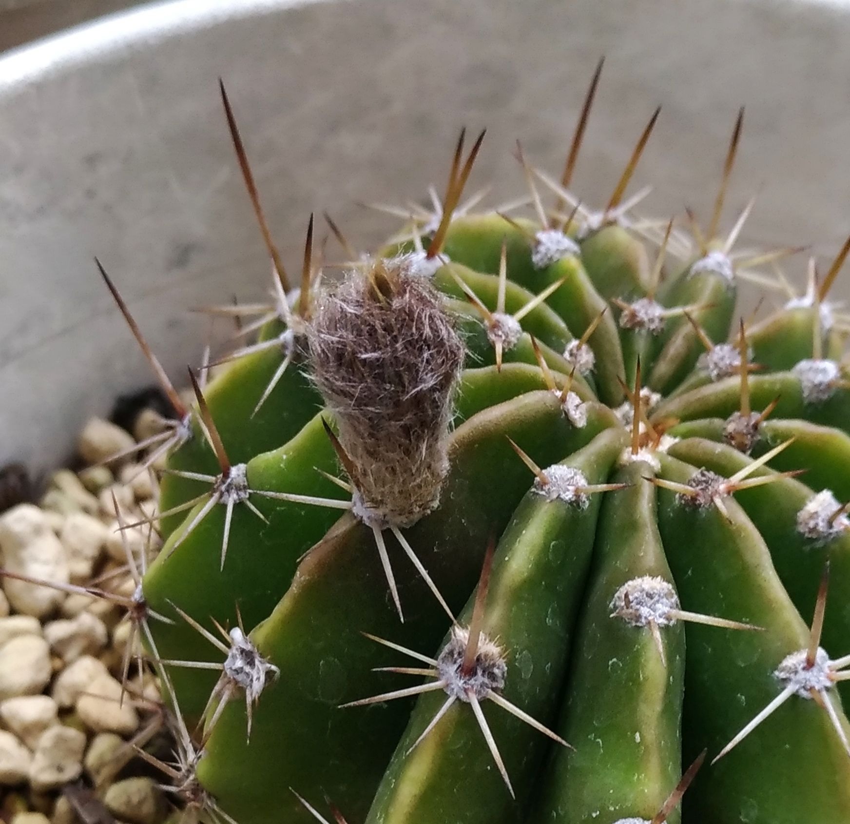 Twitter 上的 こころんグリーン サボテンの花芽が随分大きくなってきています 少しずつ伸びてきています このまま 大きく成長して素晴らしい花を咲かせてほしいと思います サボテン 花芽 花 初夏の花 初夏 園芸品種 園芸 ガーデニング 熊本市南区 熊本