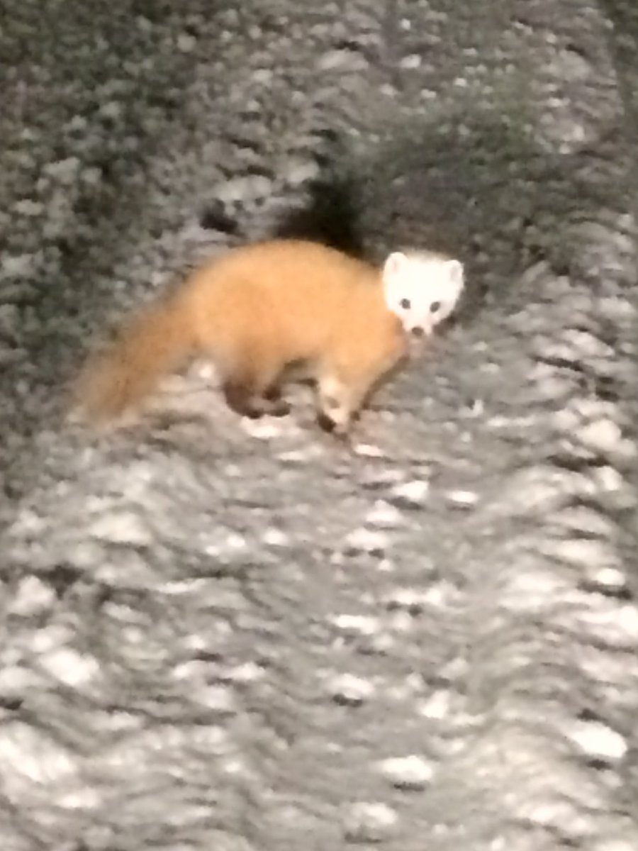 こづゆ かなりボケてるけど 1 2枚目は以前山で足元の木道を出たり入ったりしてたオコジョ かわいい 3枚目 夜の雪道でたまに見かけるテン 冬毛は顔だけ白くてかわいい 4枚目は庭を巡回してるニホンイタチ よく見たら鼻のまわり白かったのね